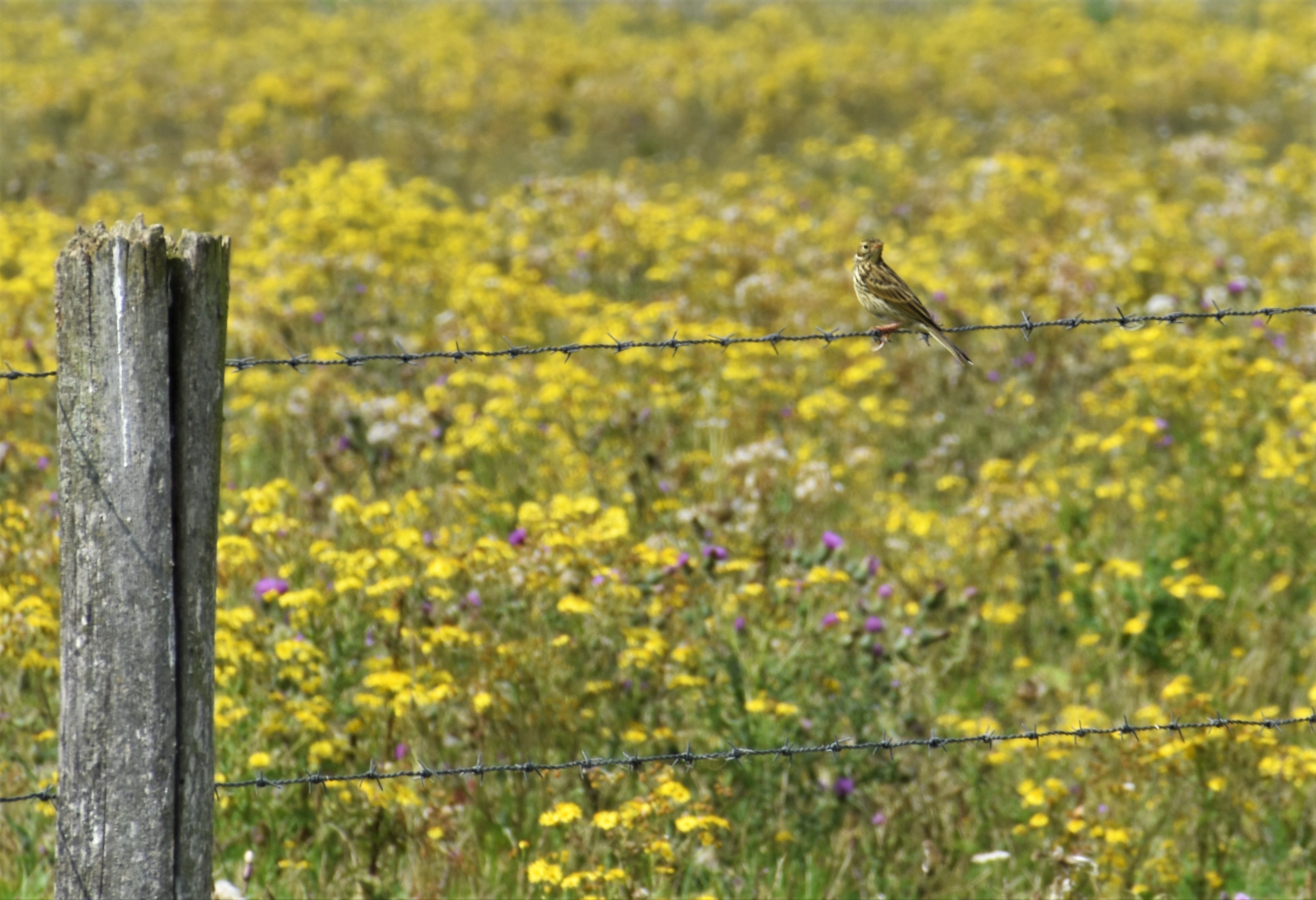 Wie weet welke vogel dit is?